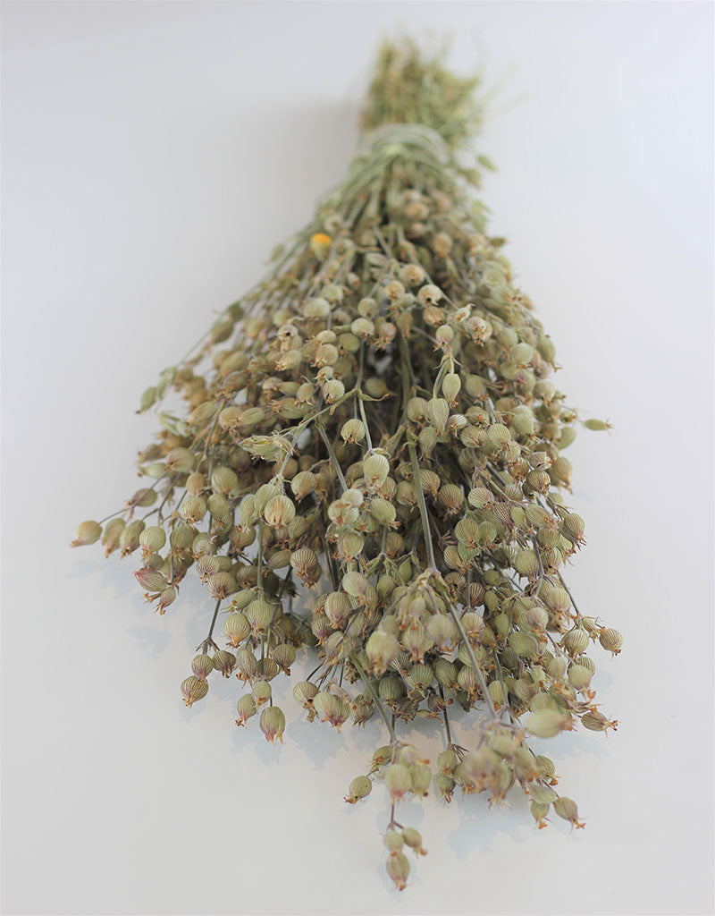 Dried Silene Conica - Natural Bunch, 40 cm