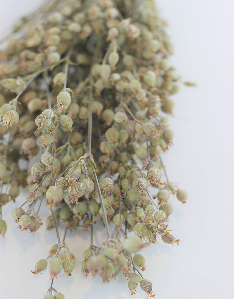 Dried Silene Conica - Natural Bunch, 40 cm