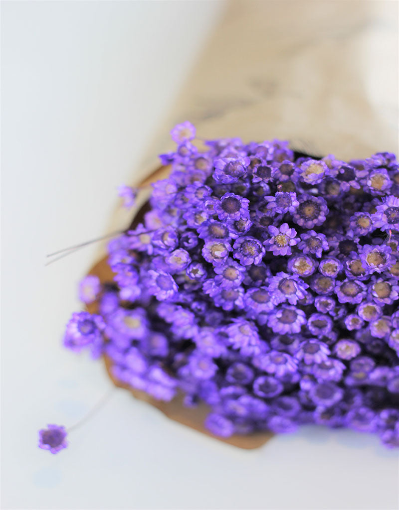 Dried Star Flower Glixia - Purple Bunch, 50 cm