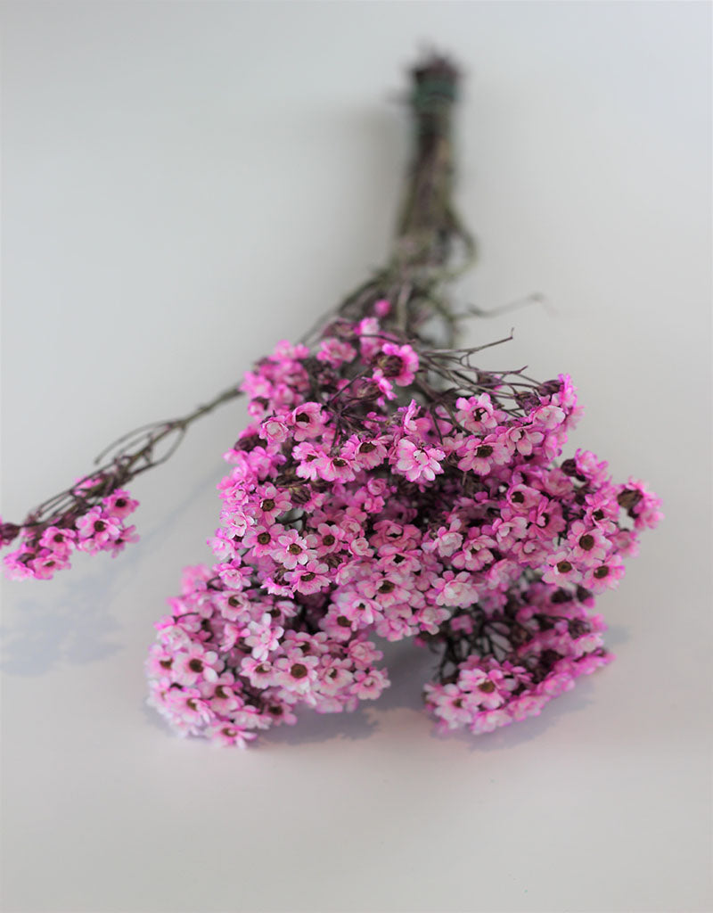 Dried Ixodia - Pink Bunch, 50 cm