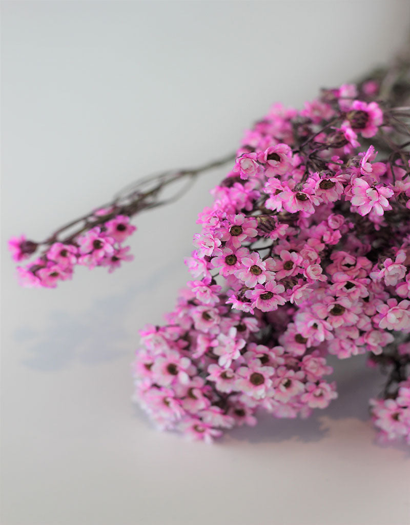 Dried Ixodia - Pink Bunch, 50 cm