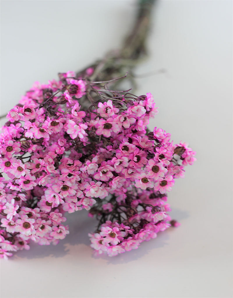 Dried Ixodia - Pink Bunch, 50 cm