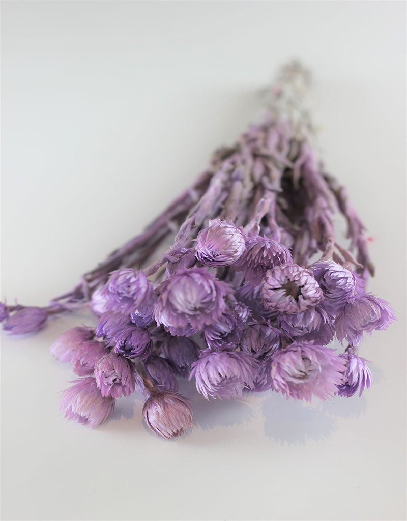 Dried Kaaps - Lilac Bunch, 40 cm