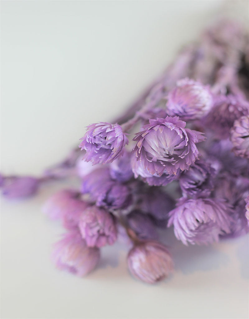 Dried Kaaps - Lilac Bunch, 40 cm