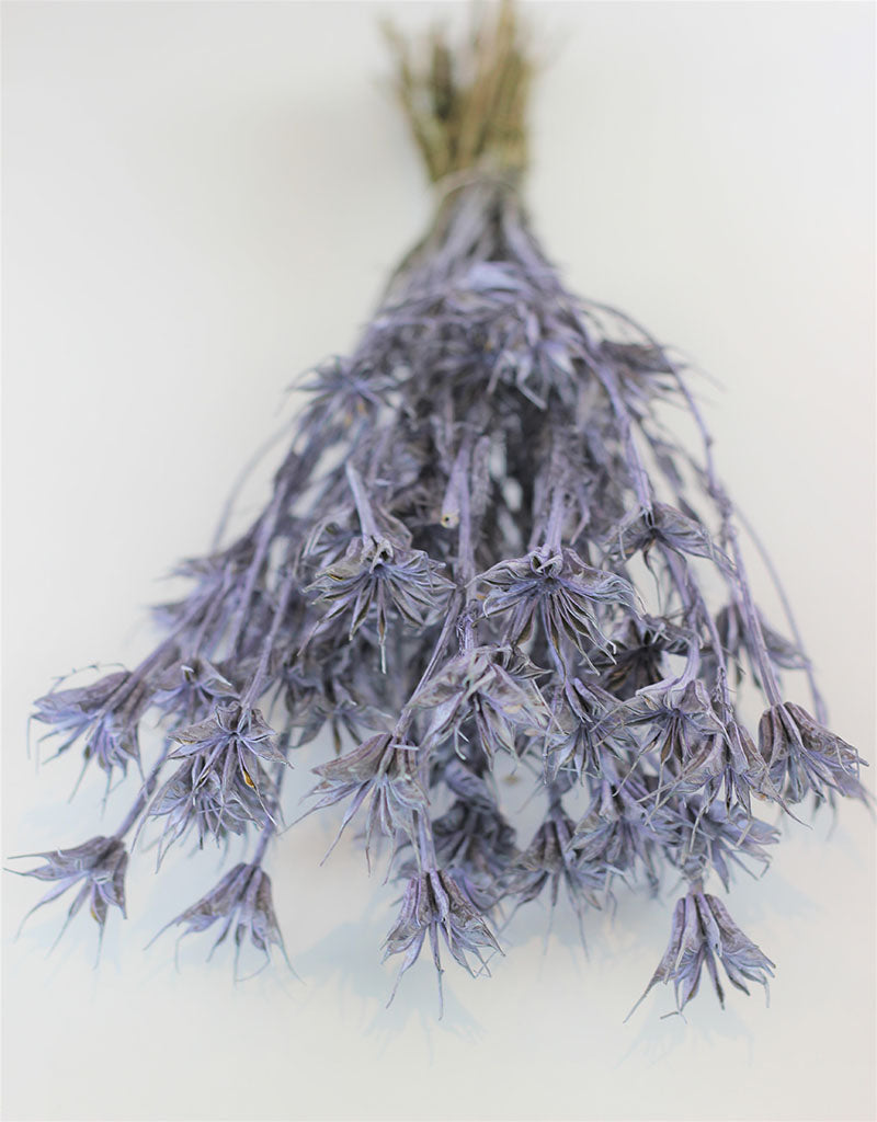 Dried Nigella Orientalis - Lilac Bunch, 60 cm