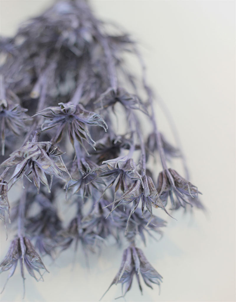 Dried Nigella Orientalis - Lilac Bunch, 60 cm