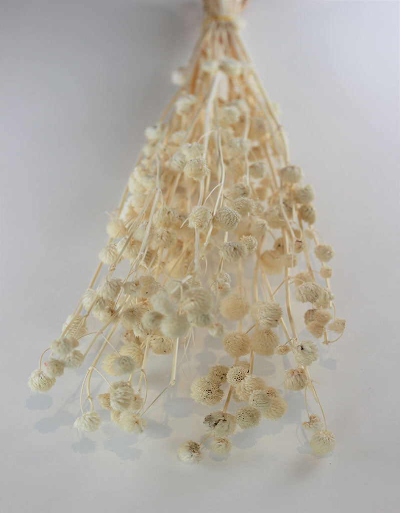 Dried Papermulberry - Bleached Bunch, 70 cm