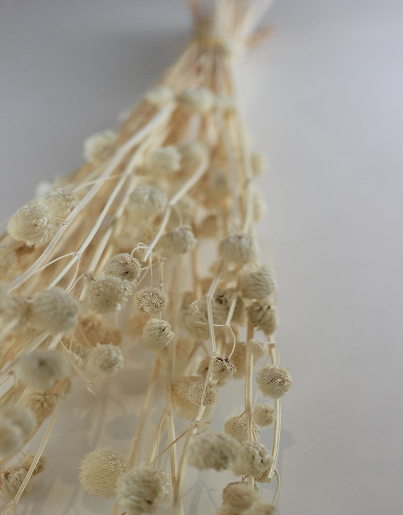 Dried Papermulberry - Bleached Bunch, 70 cm