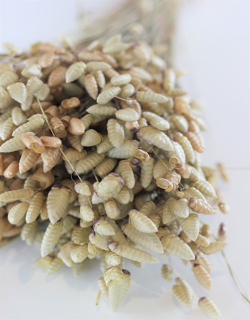 Dried Briza Maxima - Natural Bunch, 50 cm