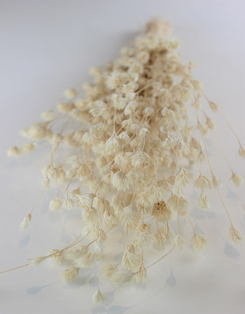 Dried Weeping Bamboo - Bleached Bunch, 45 cm