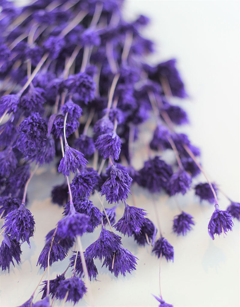 Dried Weeping Bamboo - Purple Bunch, 45 cm