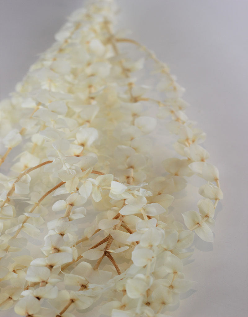 Preserved Baby Blue Eucalyptus - Bleached Bunch, 65 cm