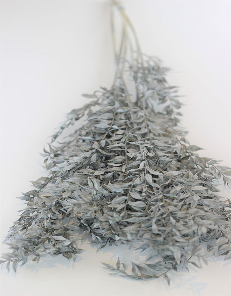 Preserved Ruscus - Grey Bunch, 5 Stems, 65 cm