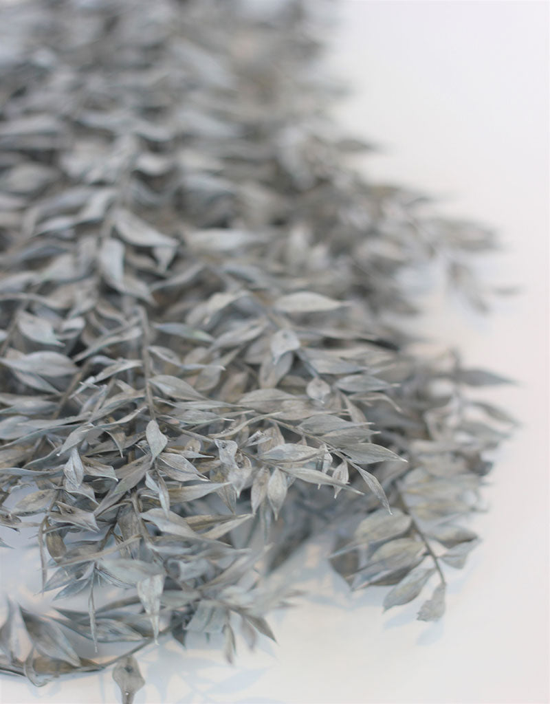 Preserved Ruscus - Grey Bunch, 5 Stems, 65 cm