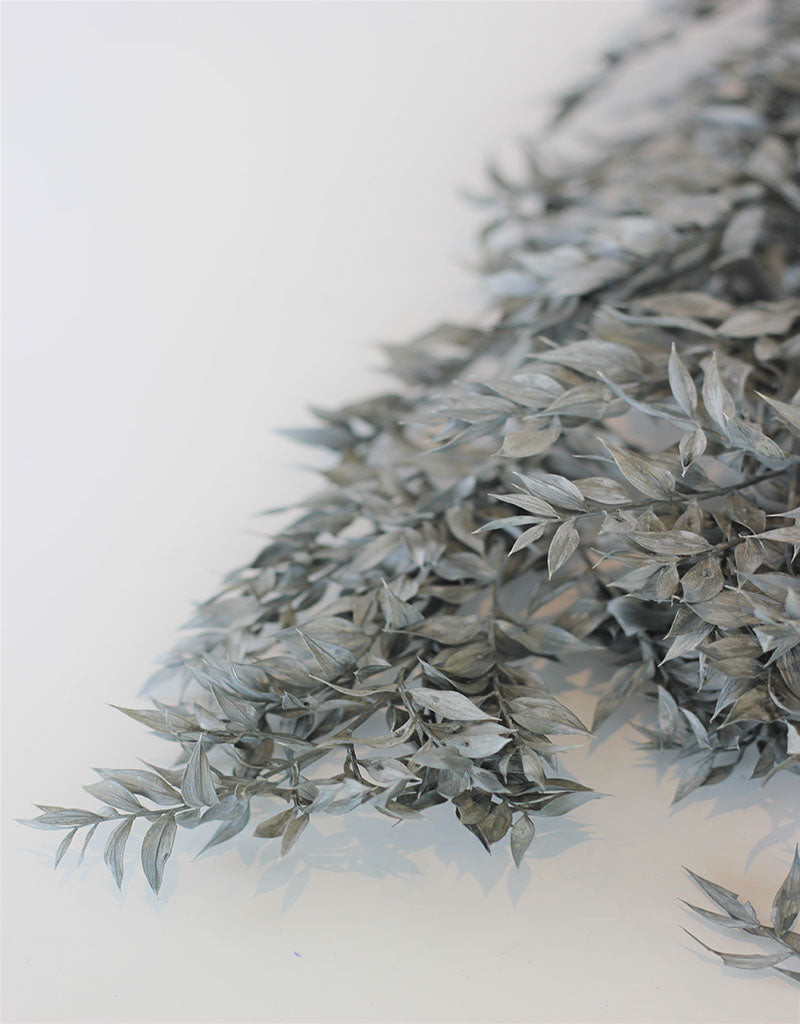 Preserved Ruscus - Grey Bunch, 5 Stems, 65 cm