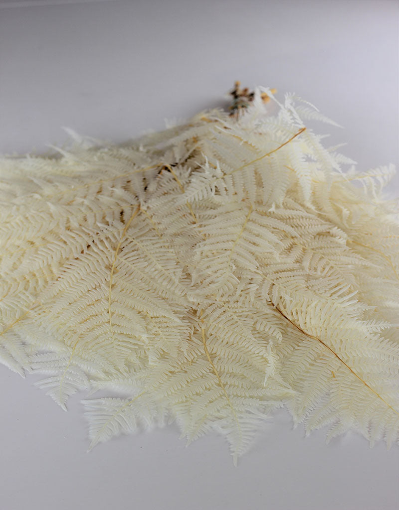 Preserved Bracken Fern - Bleached Bunch, 5 stems, 275 grams, 70 cm