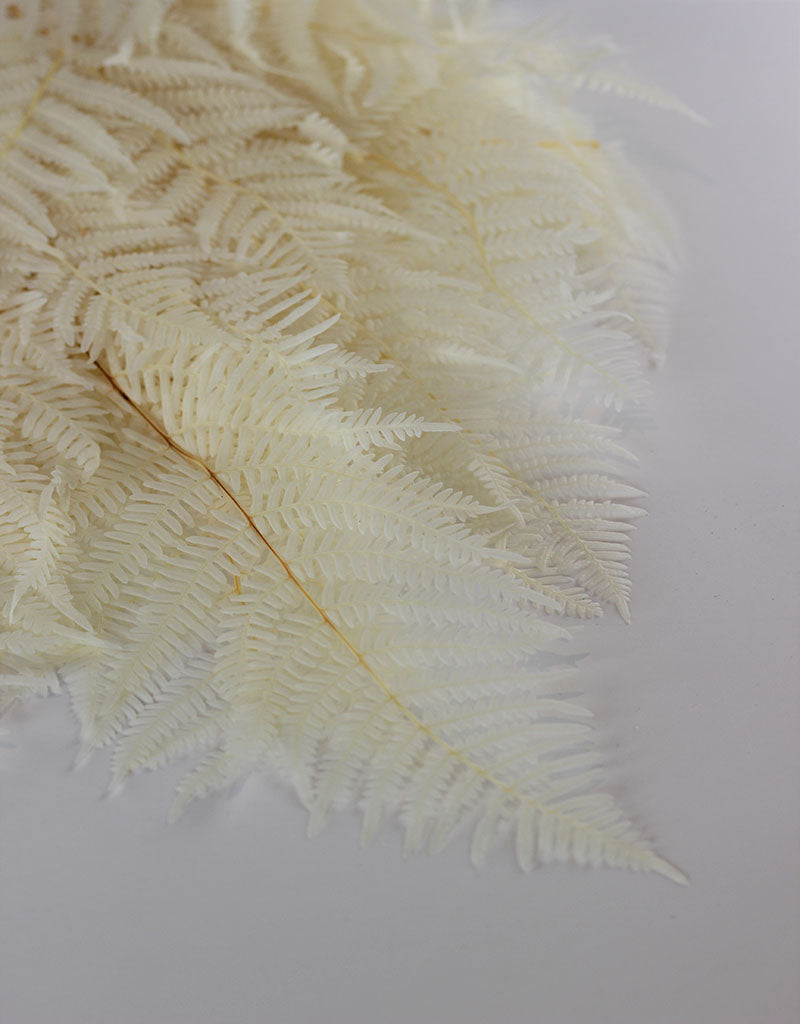 Preserved Bracken Fern - Bleached Bunch, 5 stems, 275 grams, 70 cm