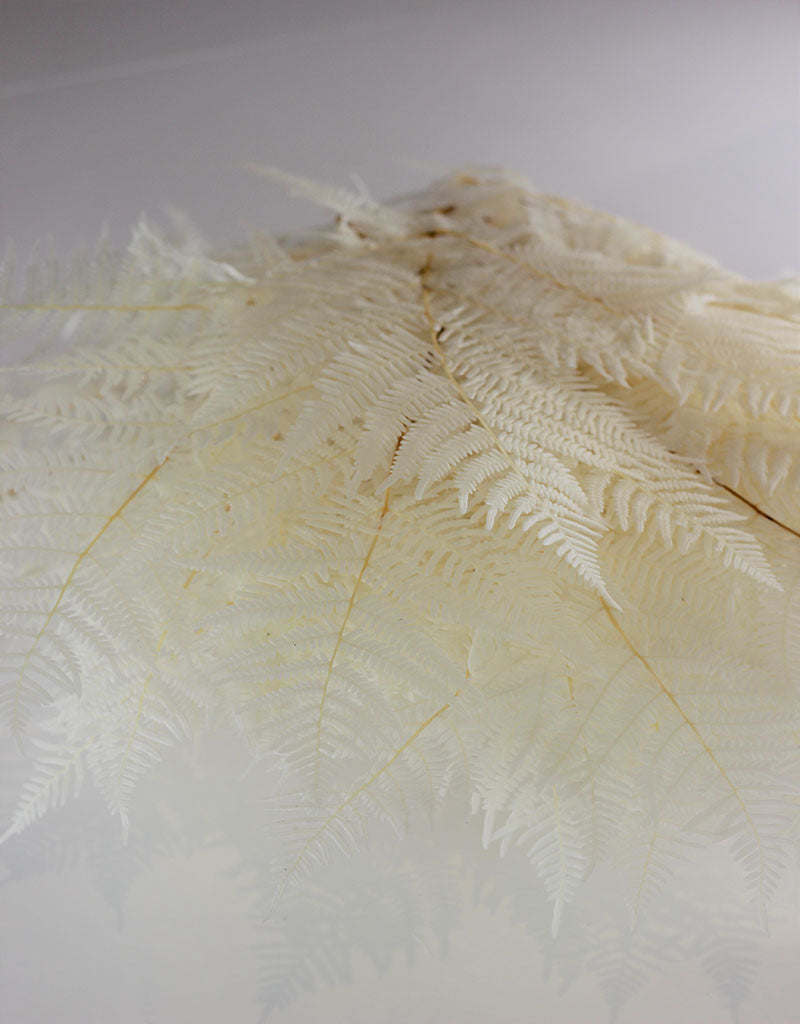 Preserved Bracken Fern - Bleached Bunch, 5 stems, 275 grams, 70 cm