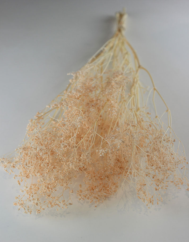 Preserved Gypsophila - Salmon Bunch, 70 cm