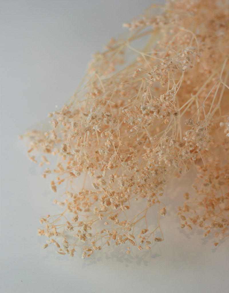 Preserved Gypsophila - Salmon Bunch, 70 cm