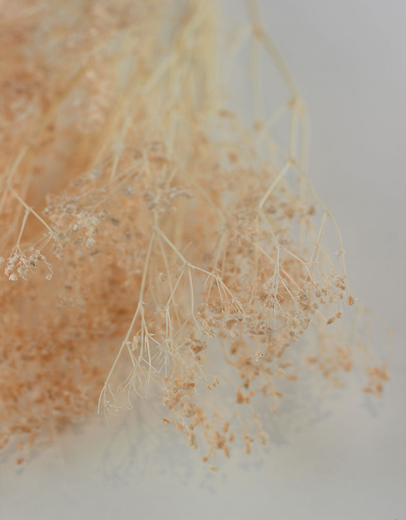 Preserved Gypsophila - Salmon Bunch, 70 cm