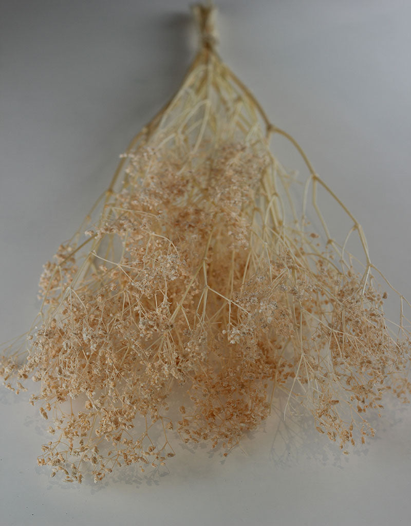 Preserved Gypsophila - Salmon Bunch, 70 cm