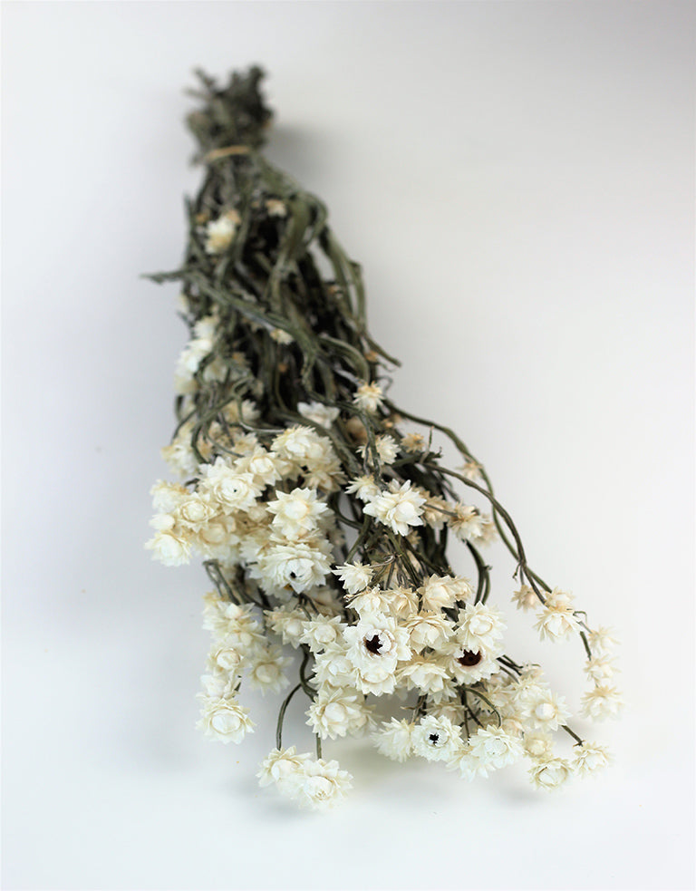 Dried Ammobium flowers uk