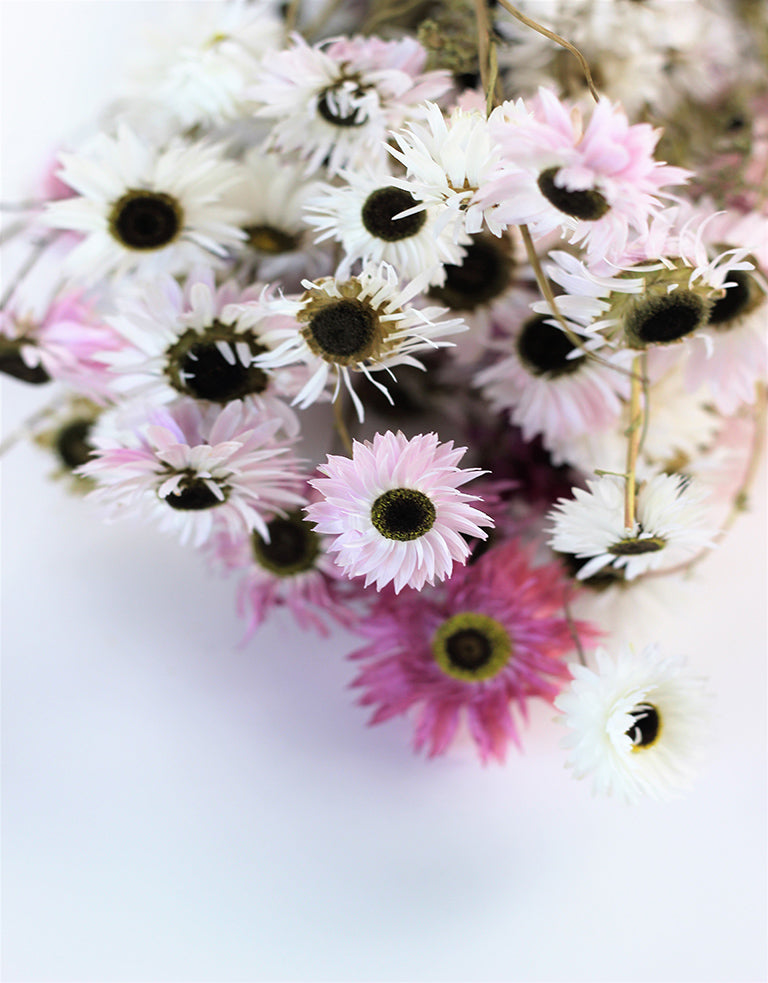 Buy Dried Acroclinium