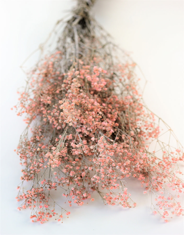 Preserved Gypsophila