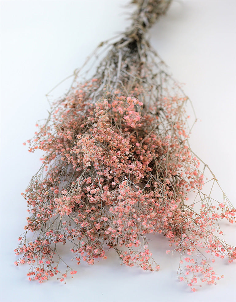 Pink Preserved Gypsophila