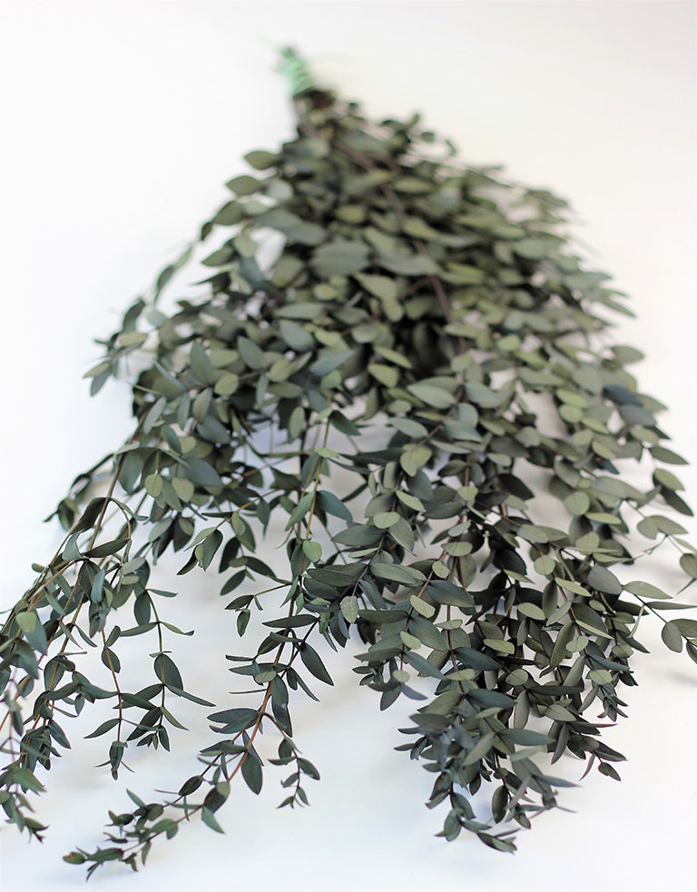 wholesale dried eucalyptus leaves
