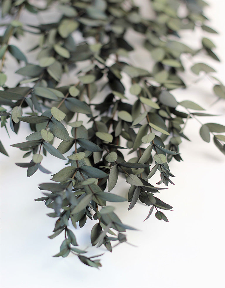 Green Eucalyptus leaves wholesale