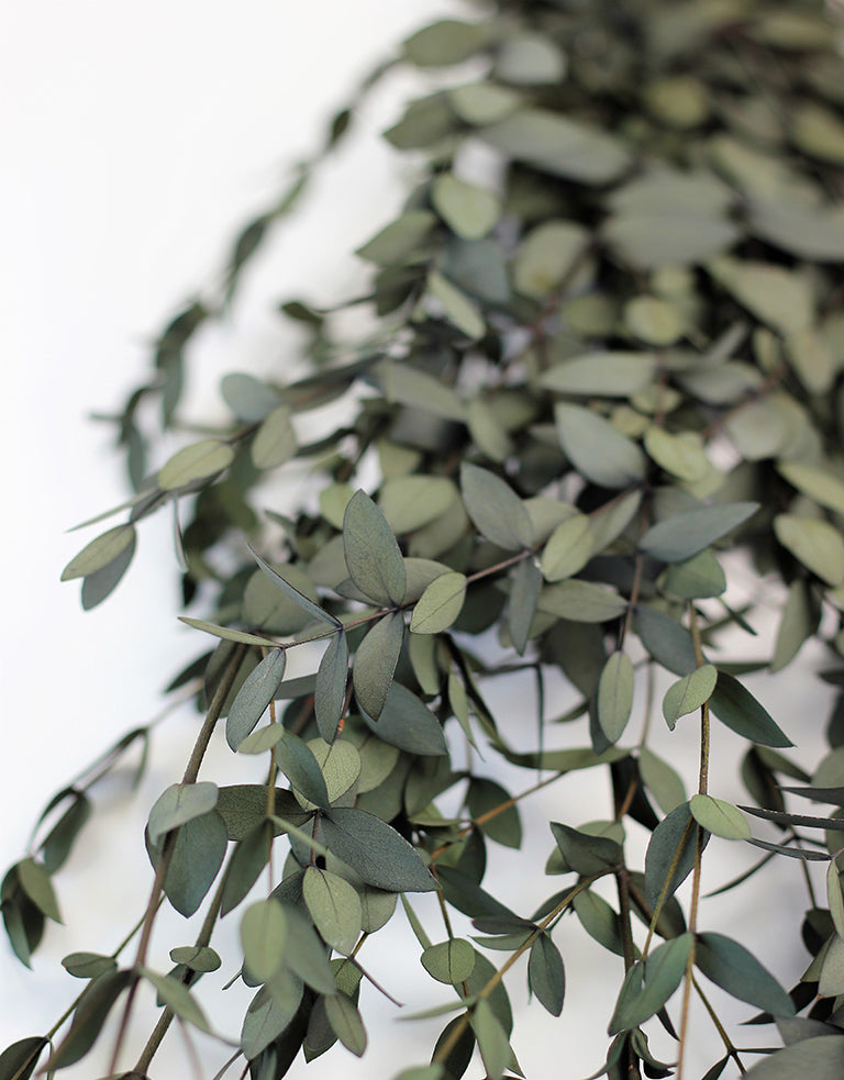 wholesale Preserved Eucalyptus