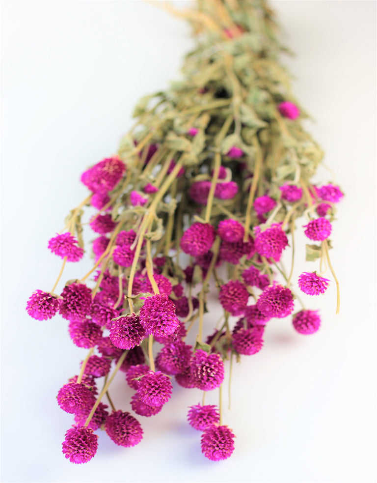 Buy Dried Gomphrena in the UK