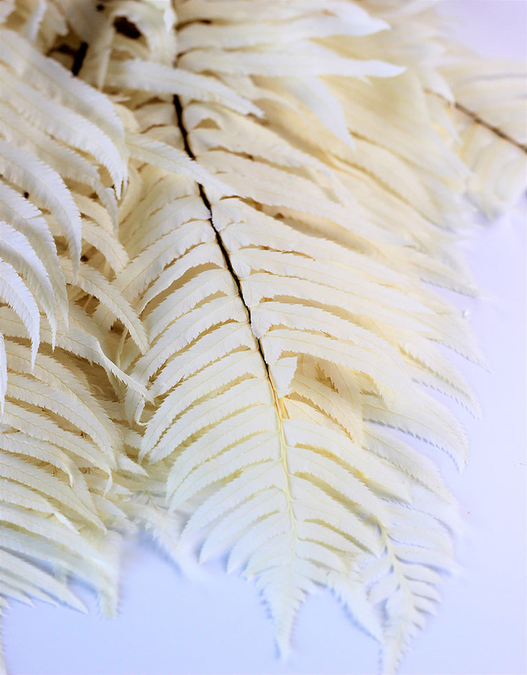 Preserved Sword Fern bunches