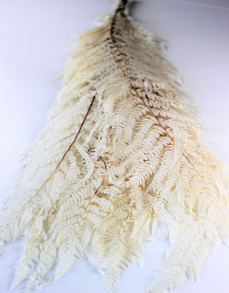 Preserved Marina Fern uk