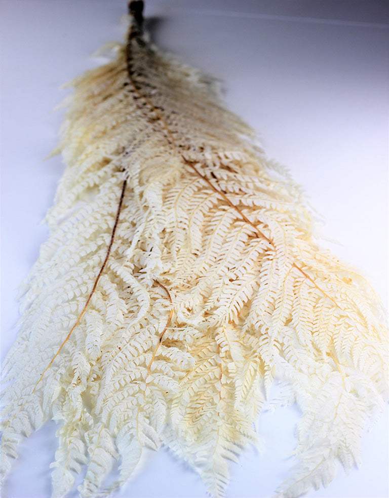 Dried Marina Fern sale