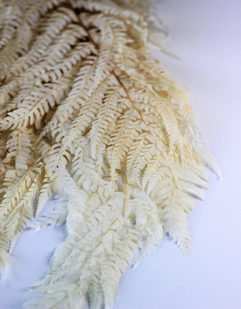 Marina Fern bunches