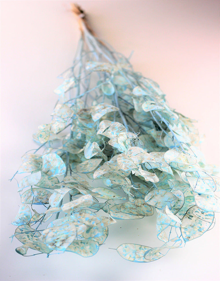 Dried Lunaria, Painted Blue