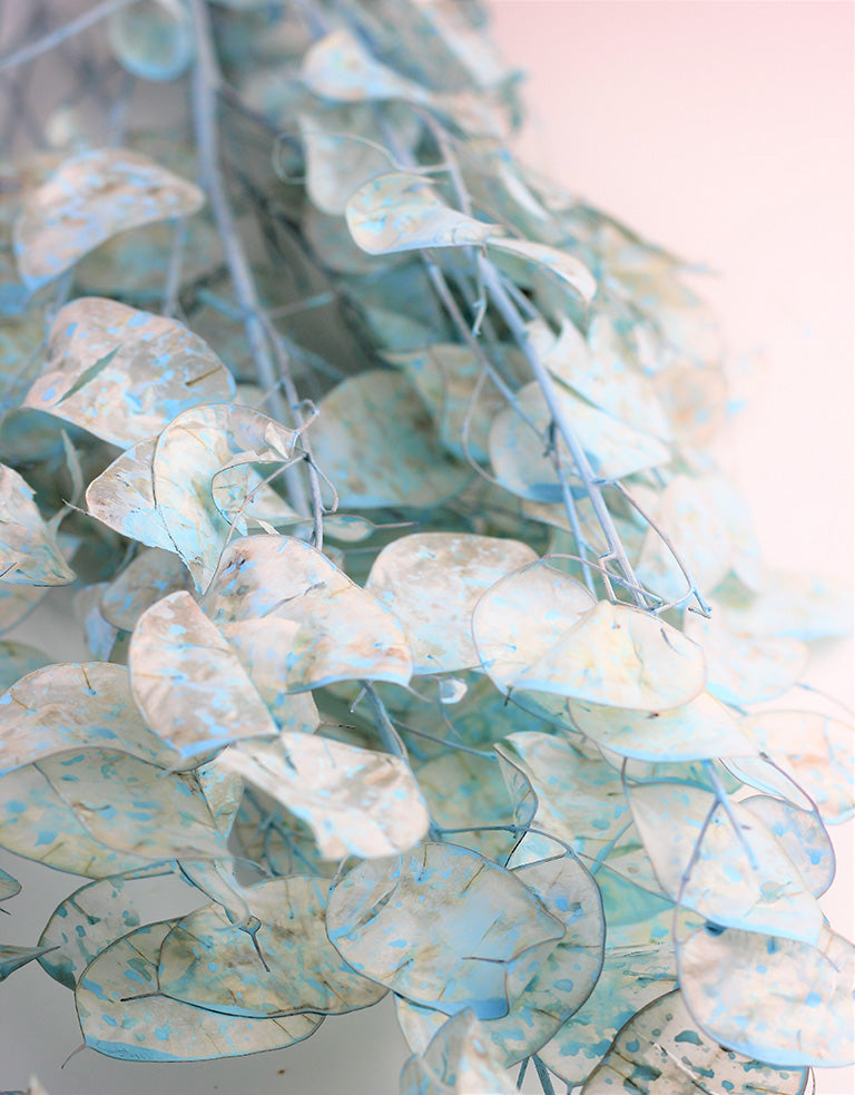 Dried Honesty in UK