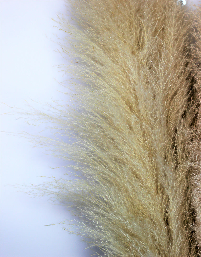 Dried pampas grass for decor uk