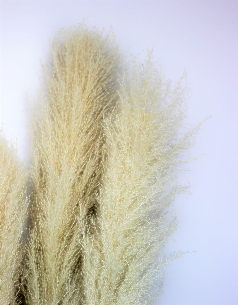 Dried Lao Pampas Grass bunch
