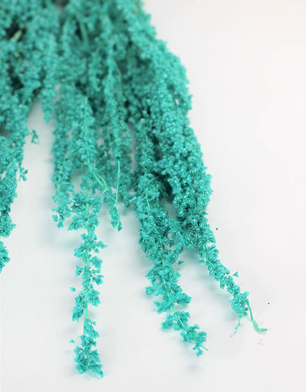 Dried Crispus Rumex - Aqua Blue Bunch, 70 cm