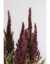Dried Amaranthus - Red Bunch at best prices