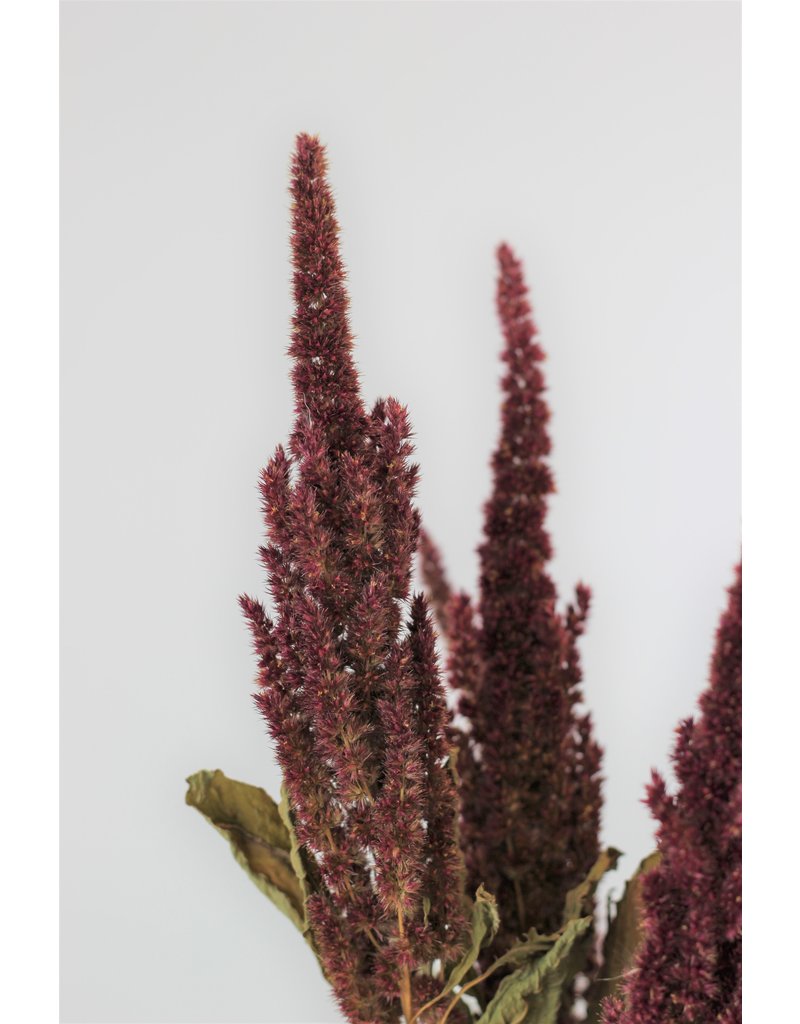 Dried Amaranthus - Red Bunch