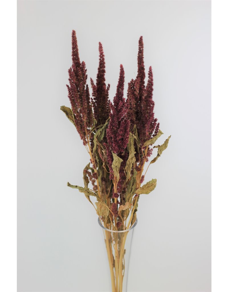 Dried Amaranthus - Red Bunch, 60 cm
