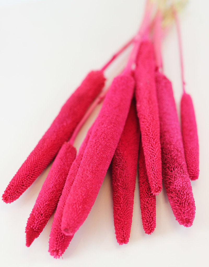 Dried Babala - Cerise Hot Pink Bunch, 65 cm
