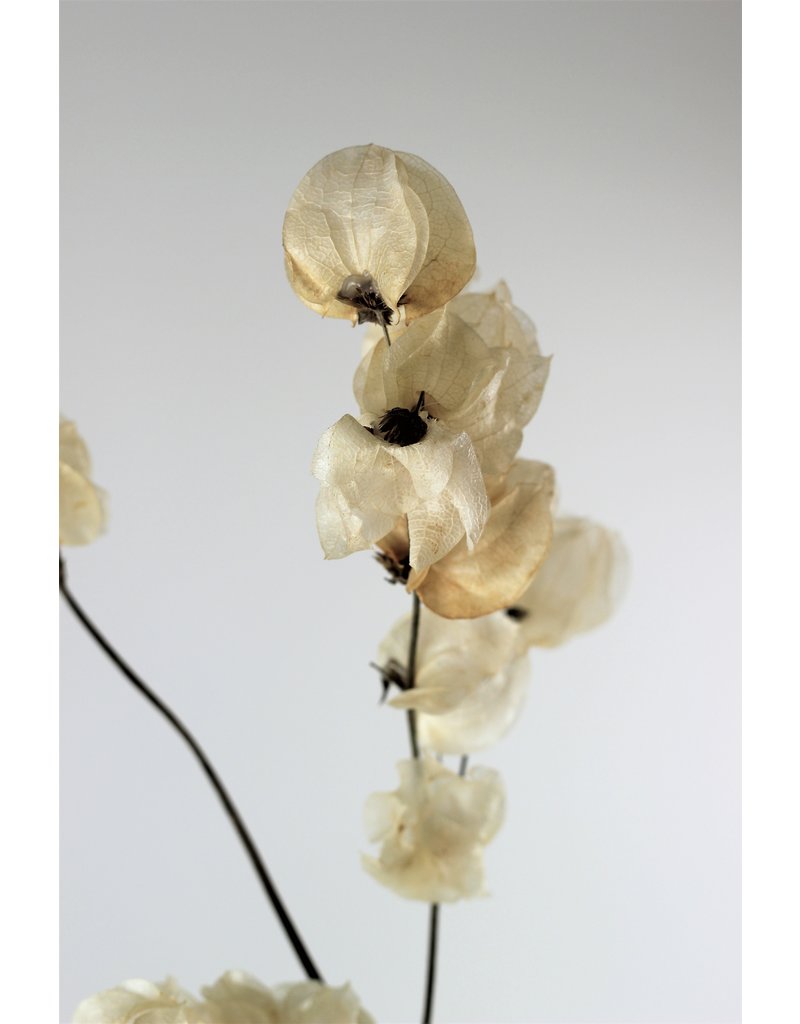 Dried Bougainvillea - Bleached Bunch
