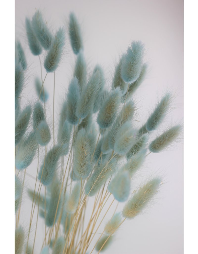 Dried Bunny Tails Lagurus Grass - Light Blue