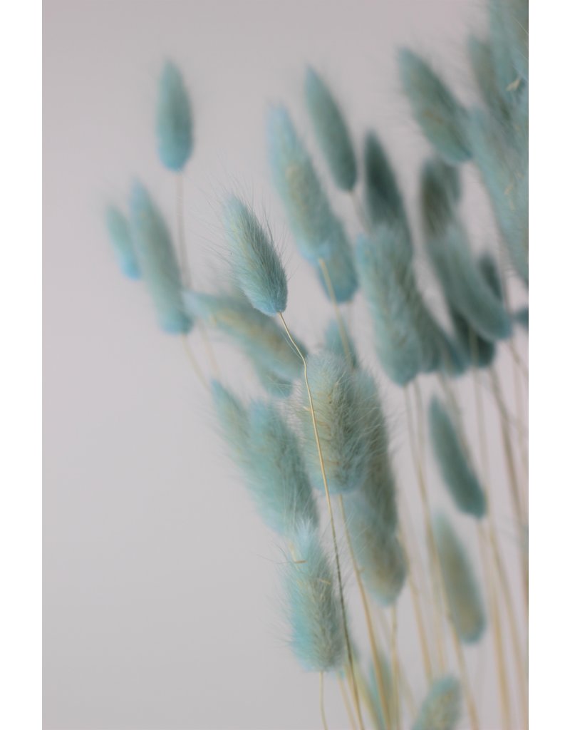 Dried Bunny Tails Lagurus Grass - Light Blue, 100 Grams